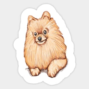 Cute Pomeranian Sticker